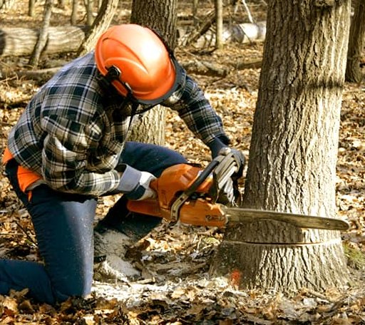 Tree Removal in Dagus Mines, PA